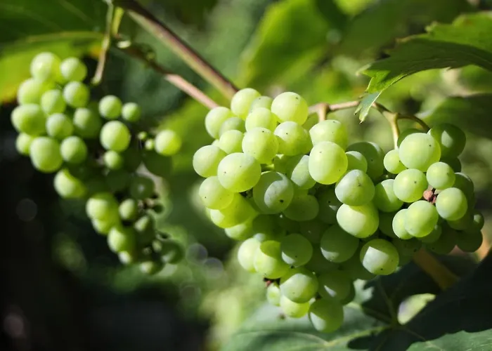 Komfort Fewo70 Holiday home Bremm