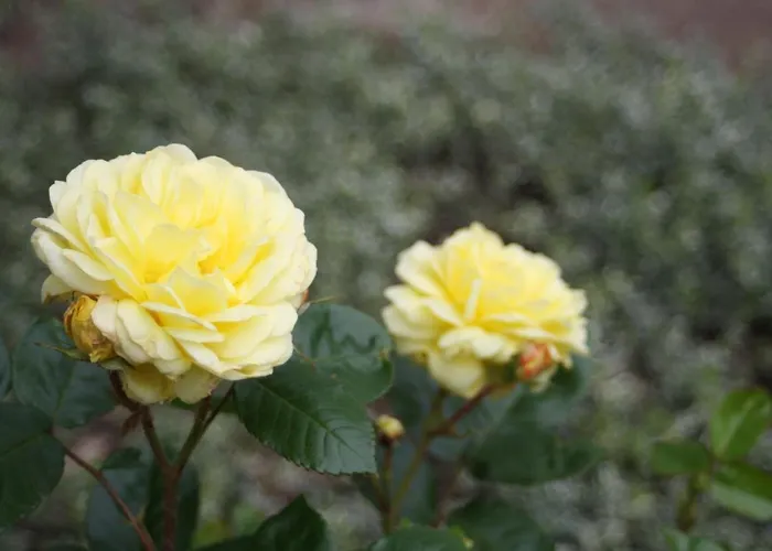 Komfort Fewo70 * Bremm